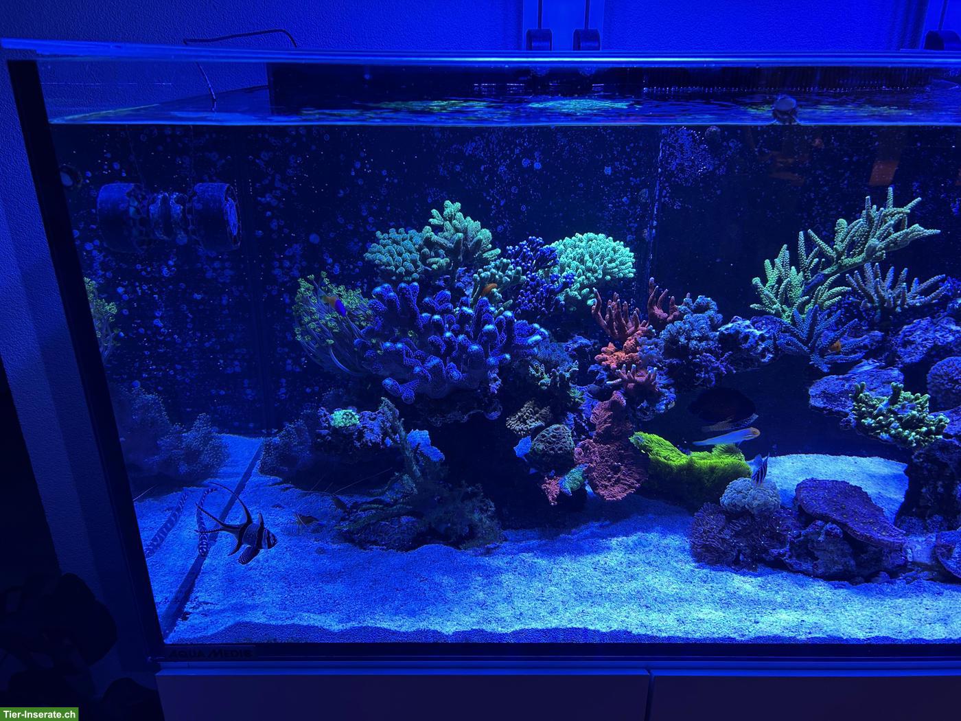 Bild 4: Meerwasseraquarium Aqua Medic Komplettset zu verkaufen