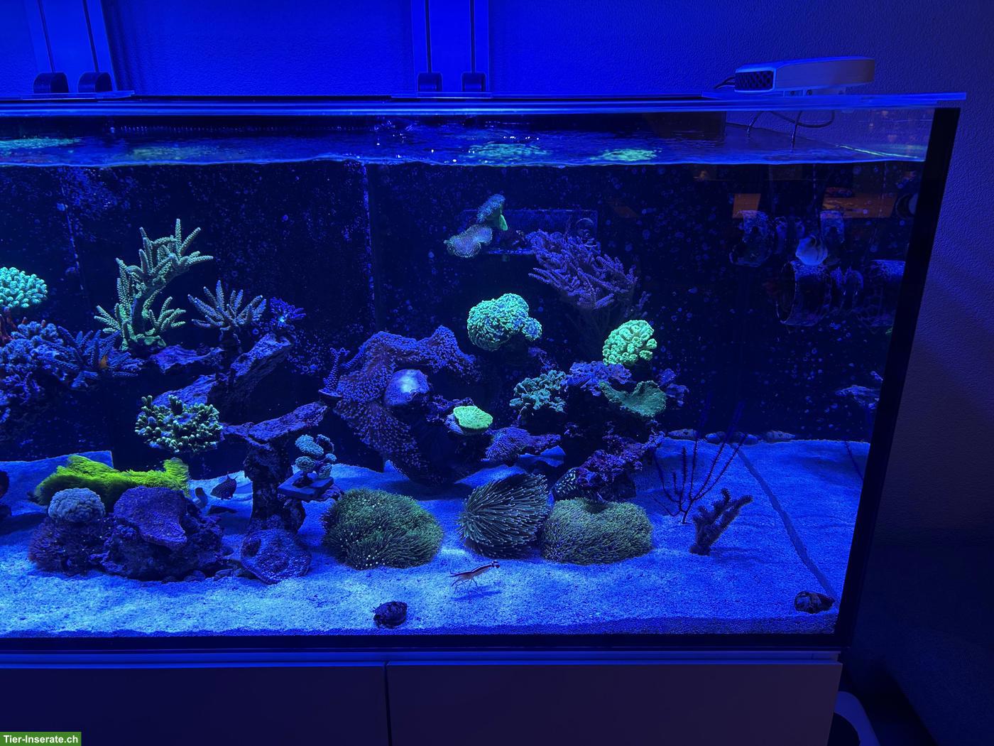 Bild 5: Meerwasseraquarium Aqua Medic Komplettset zu verkaufen