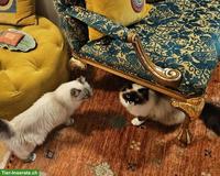 2 Ragdoll x Heilige Birma Katzen, weiblich