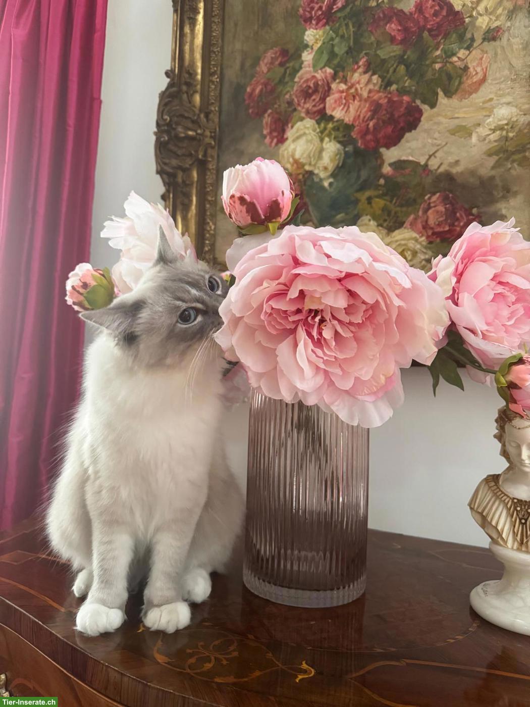 Bild 2: 2 Ragdoll x Heilige Birma Katzen, weiblich