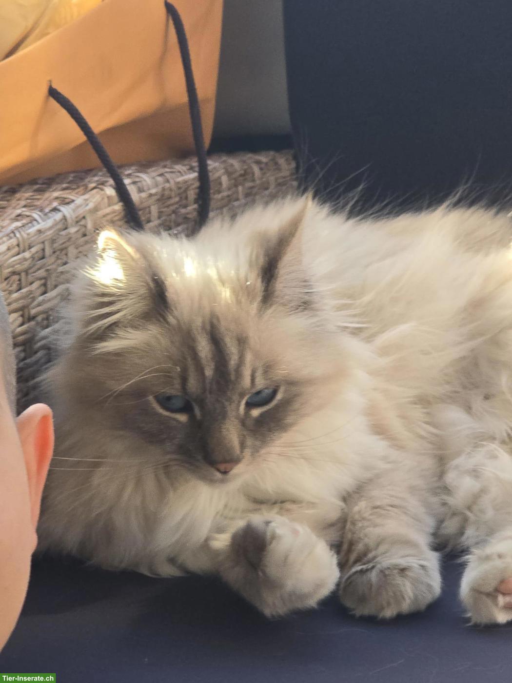 Bild 4: 2 Ragdoll x Heilige Birma Katzen, weiblich