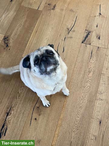 Mops Hündin abzugeben