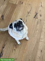 Mops Hündin abzugeben