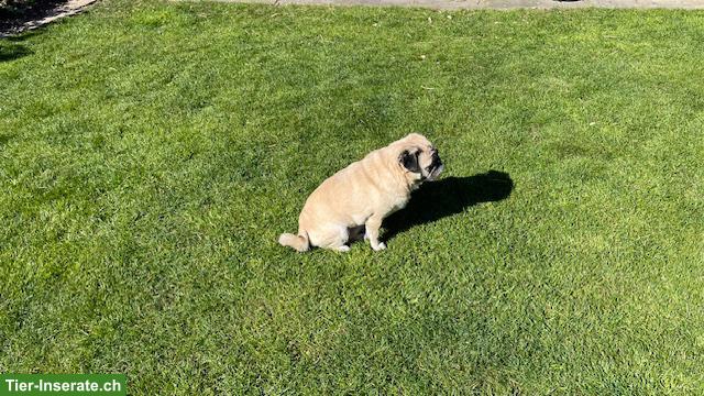 Bild 2: Mops Hündin abzugeben