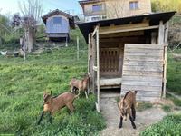 2 Brienzer Zicklein zu verkaufen