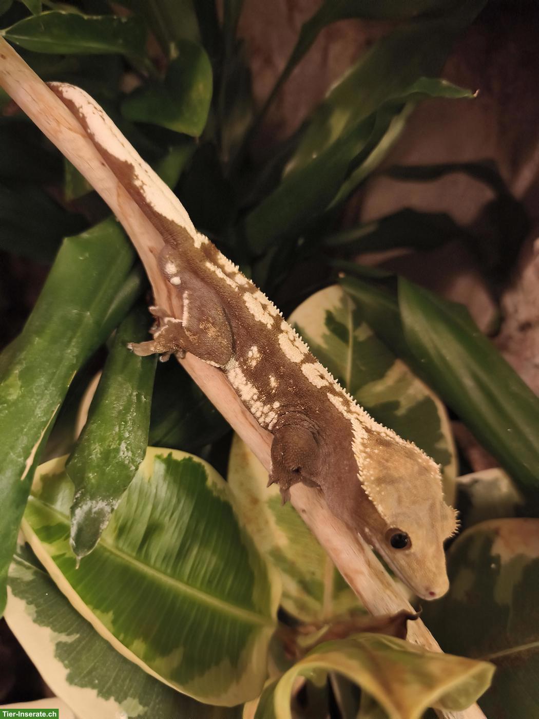 2 Kronengecko Männchen gratis in gute Hände