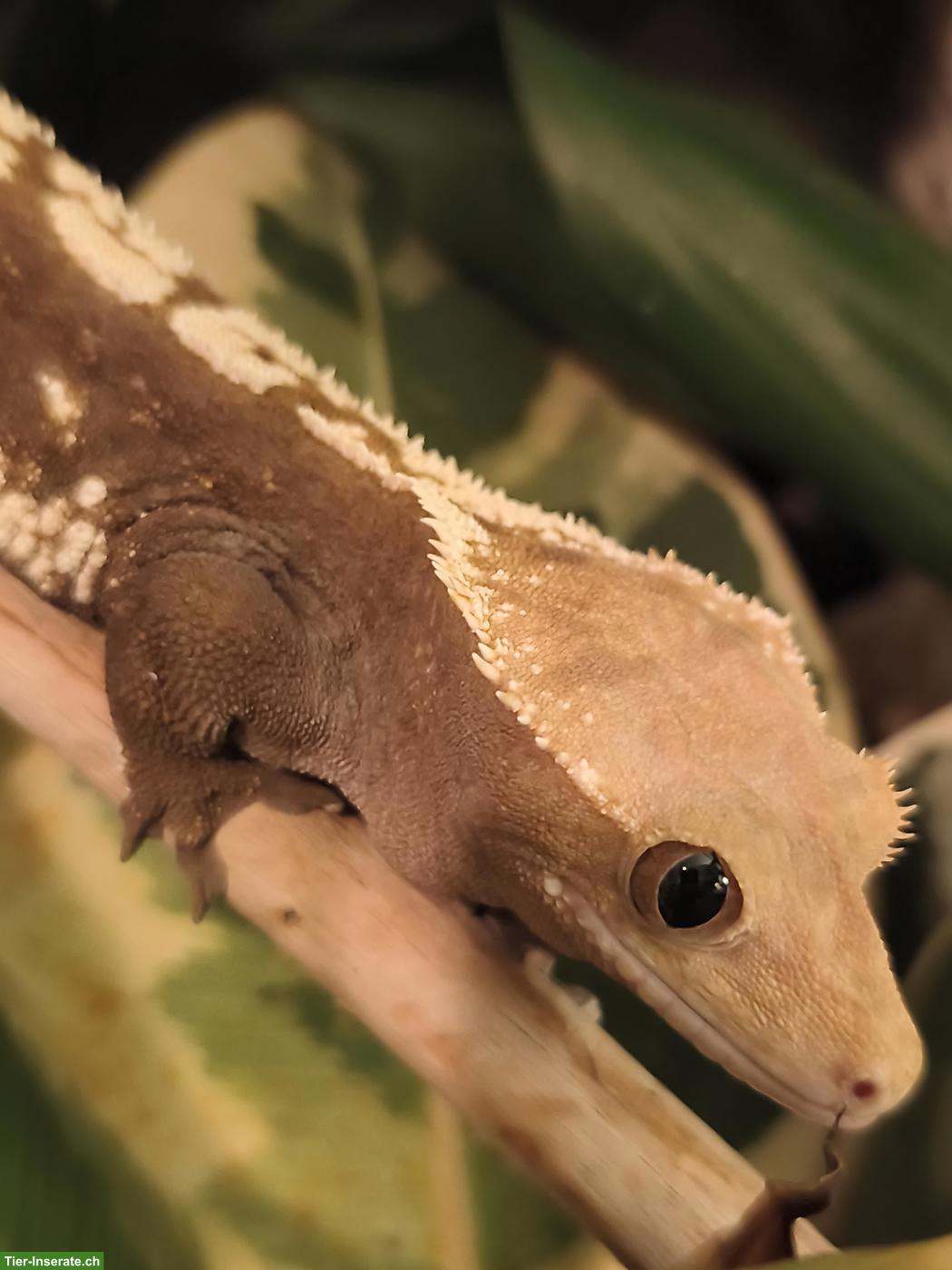 Bild 2: 2 Kronengecko Männchen gratis in gute Hände