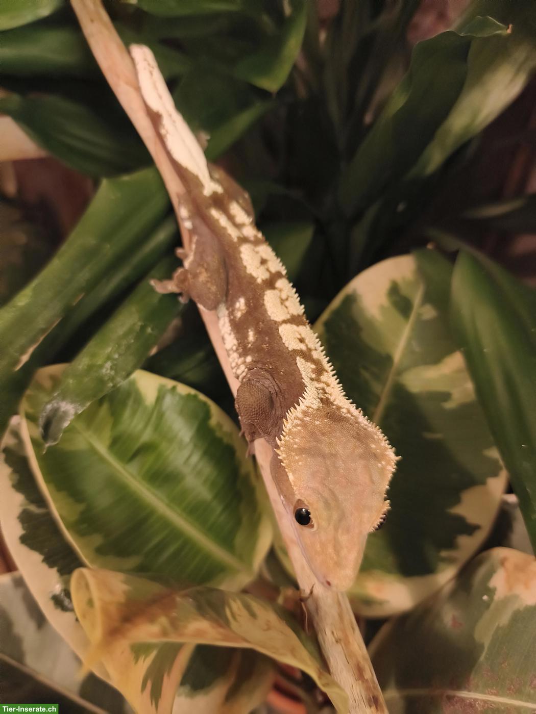 Bild 3: 2 Kronengecko Männchen gratis in gute Hände