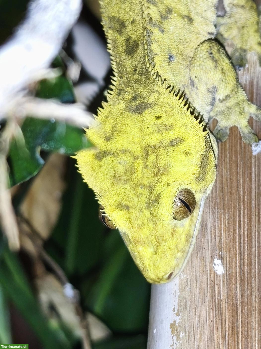 Bild 4: 2 Kronengecko Männchen gratis in gute Hände