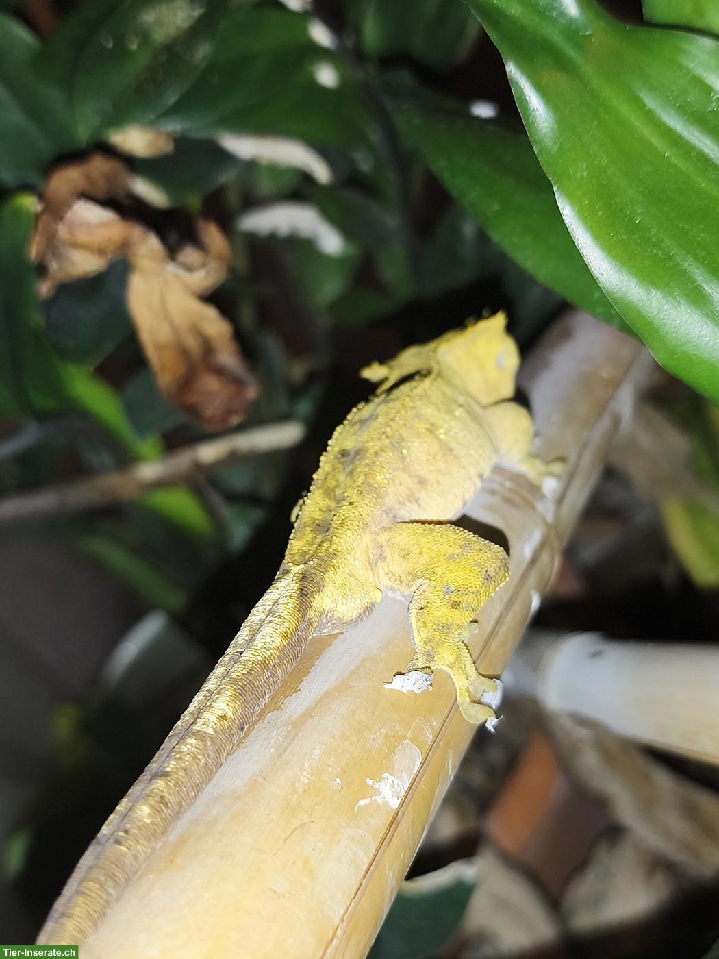 Bild 5: 2 Kronengecko Männchen gratis in gute Hände