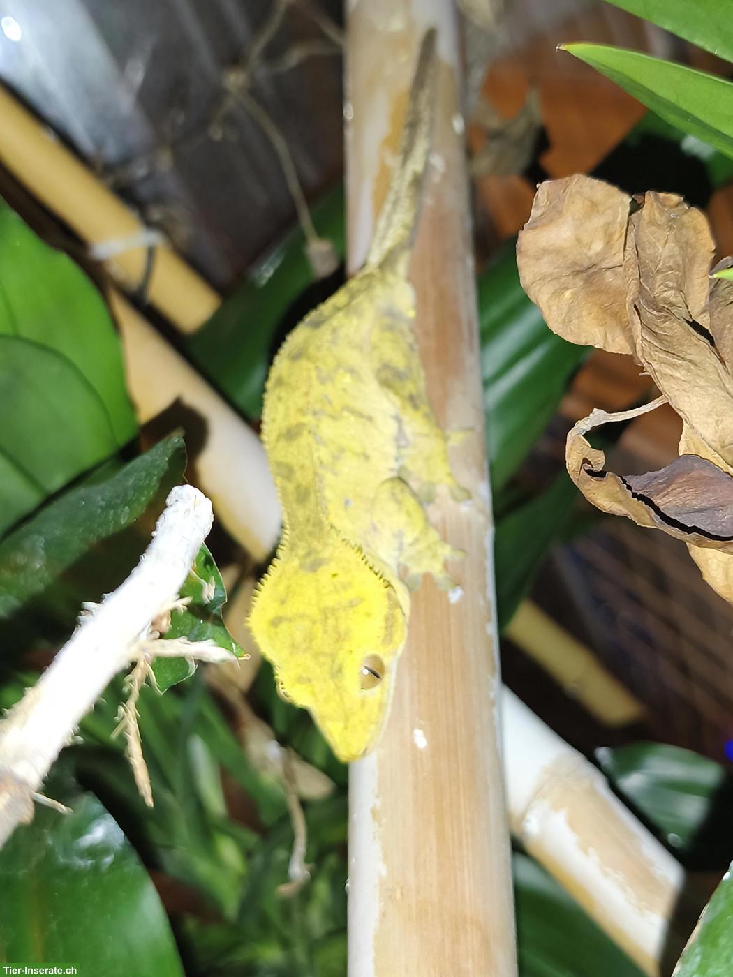 Bild 6: 2 Kronengecko Männchen gratis in gute Hände