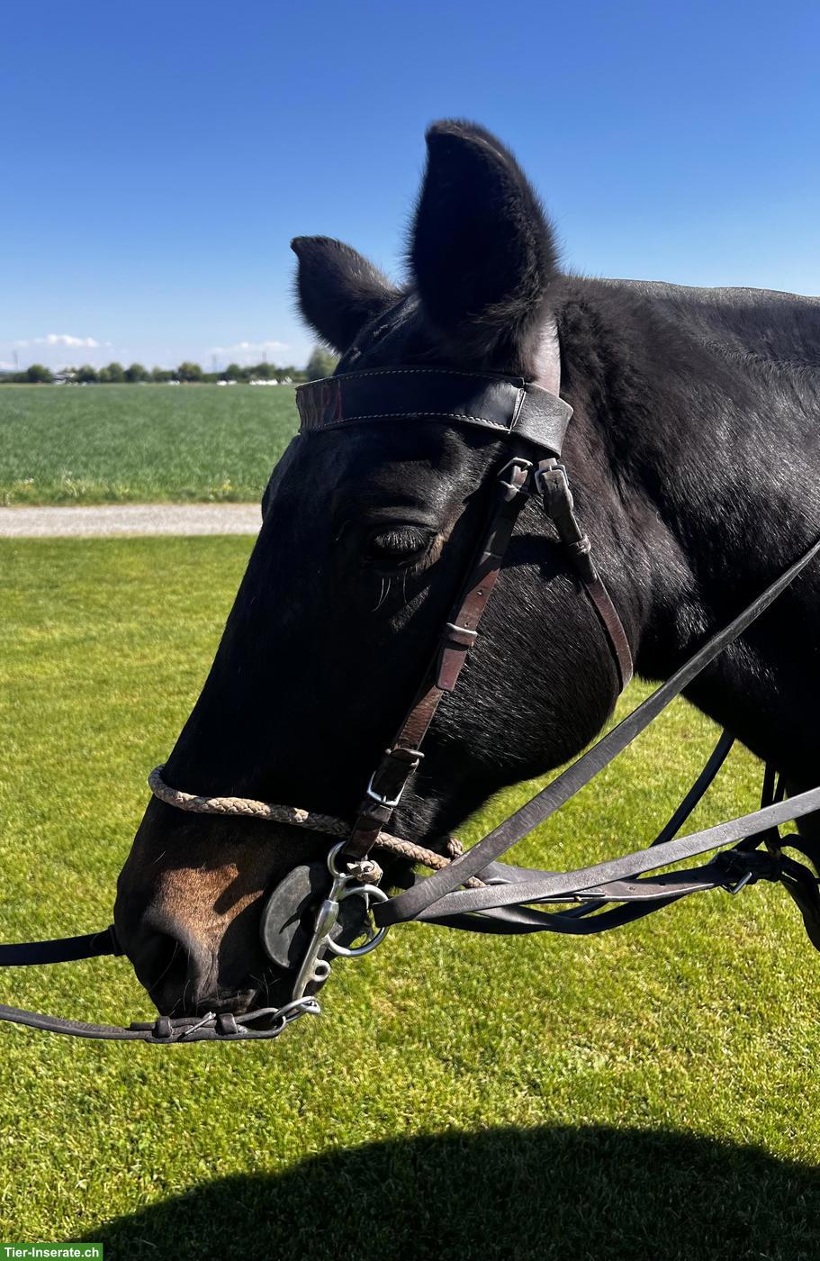 GRAPA - D‘Braune Polo Stute, Jg 2010 zu verkaufen
