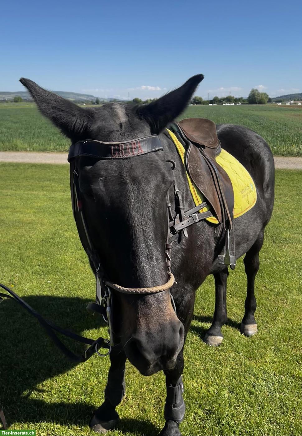 Bild 2: GRAPA - D‘Braune Polo Stute, Jg 2010 zu verkaufen