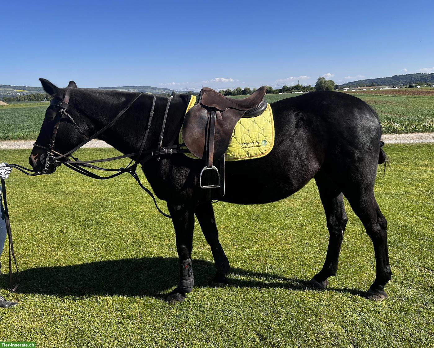 Bild 3: GRAPA - D‘Braune Polo Stute, Jg 2010 zu verkaufen