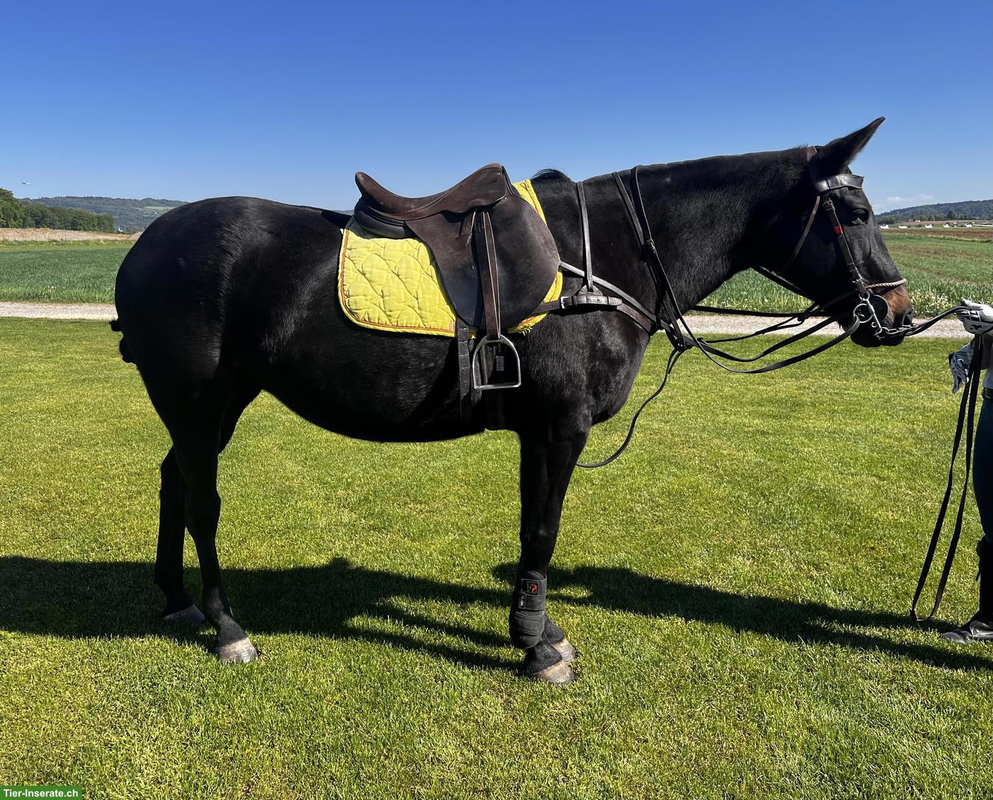 Bild 4: GRAPA - D‘Braune Polo Stute, Jg 2010 zu verkaufen