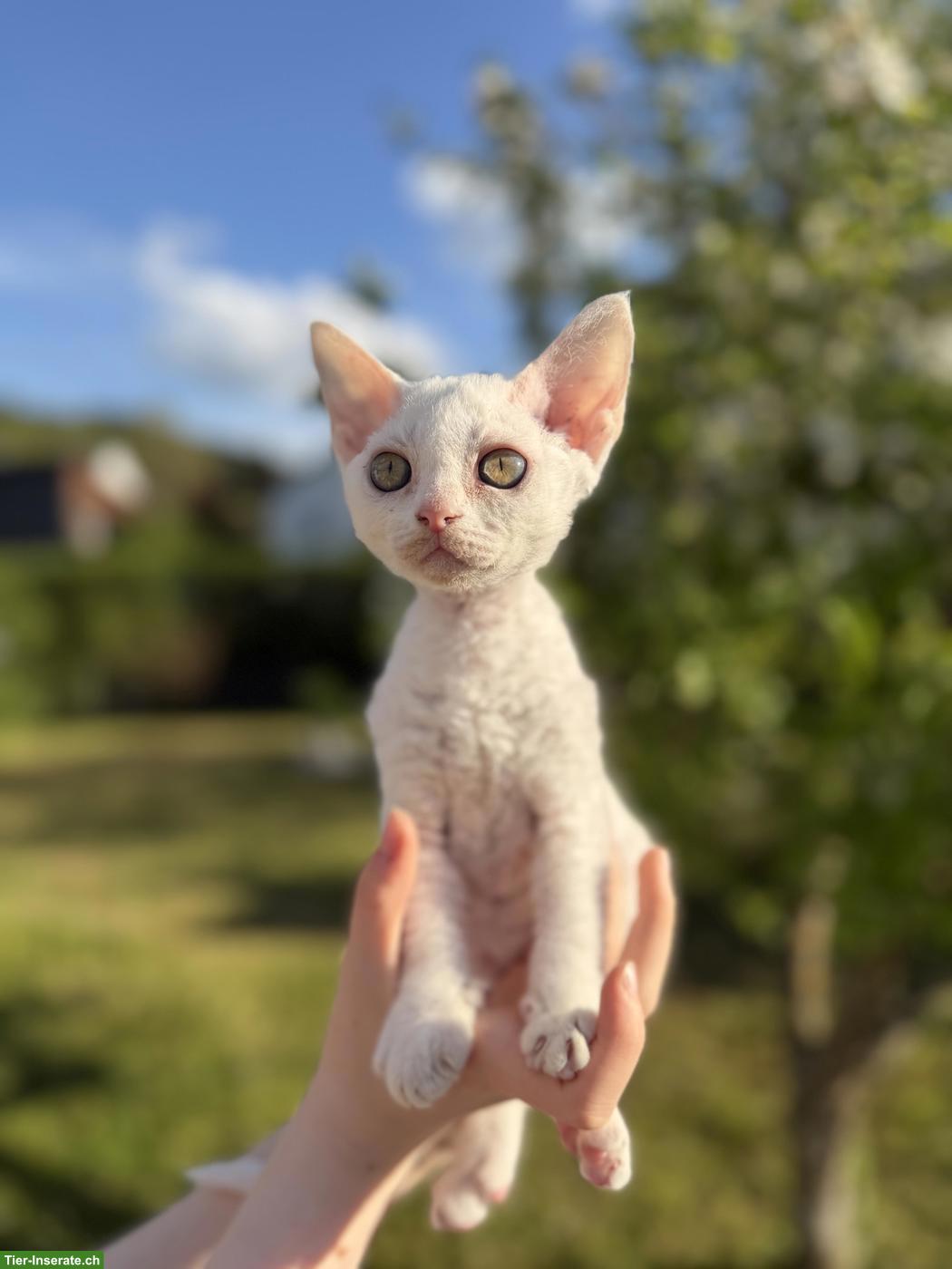 Devon Rex Katerchen - bereit für ein neues Zuhause