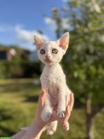 Devon Rex Katerchen - bereit für ein neues Zuhause