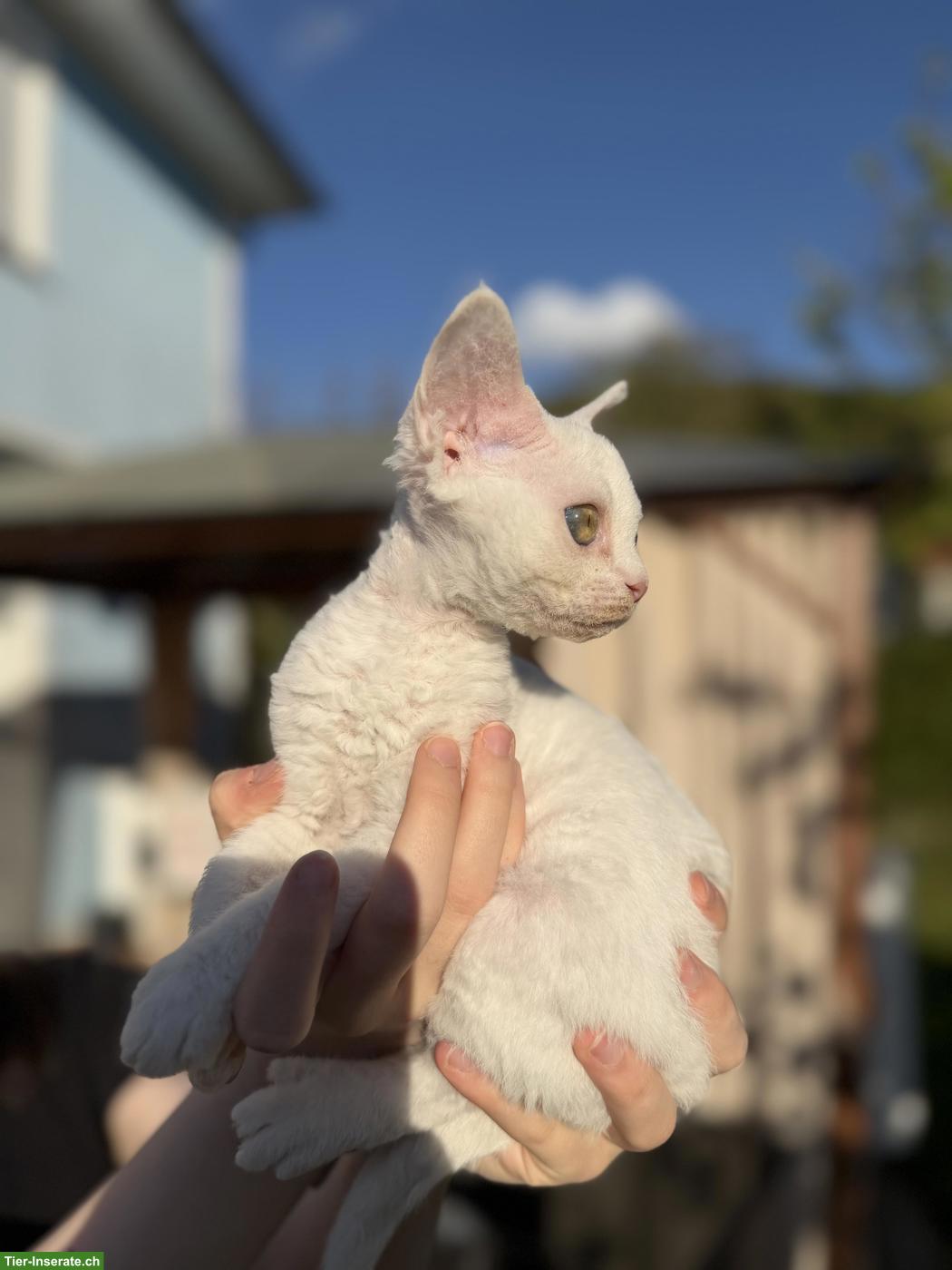 Bild 2: Devon Rex Katerchen - bereit für ein neues Zuhause
