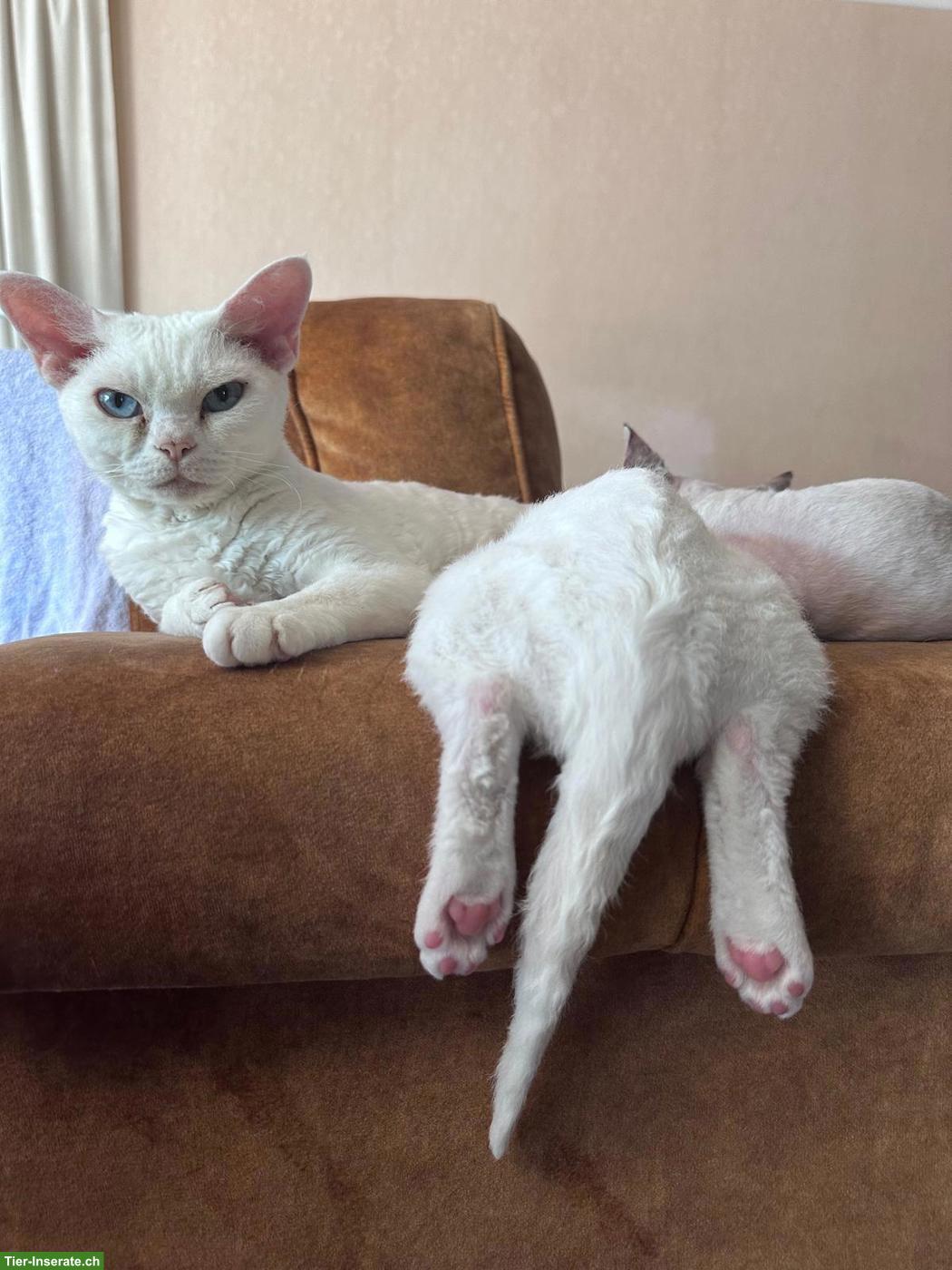 Bild 3: Devon Rex Katerchen - bereit für ein neues Zuhause