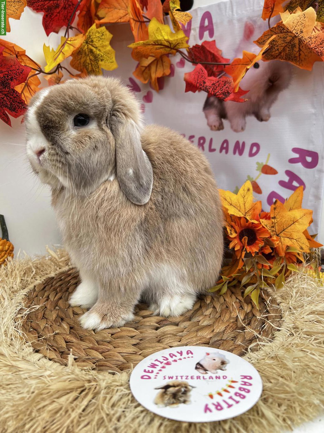 Minilop, Mini Löwenkopf und Farbenzwerg, kastriert, männlich