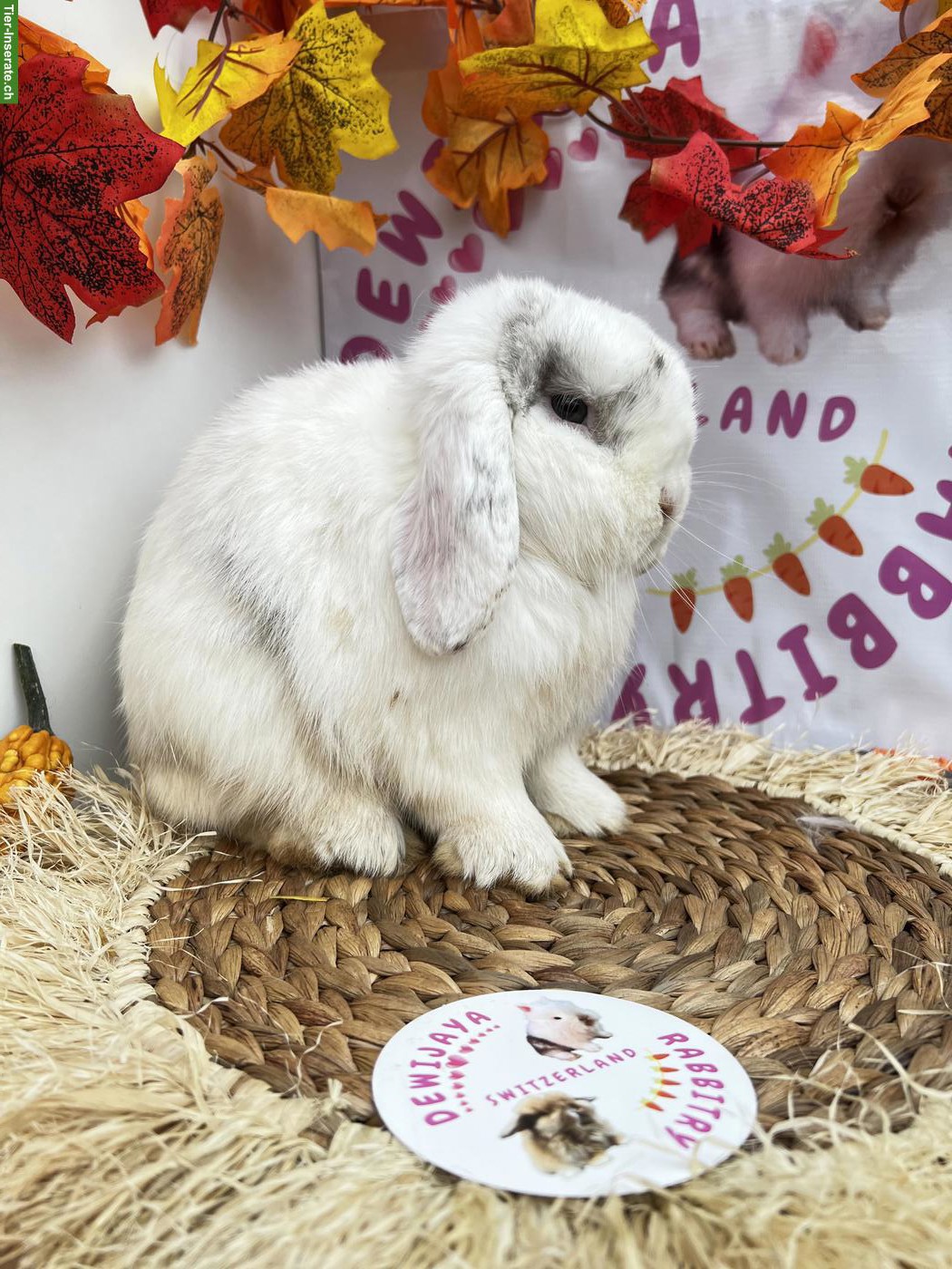 Bild 2: Minilop, Mini Löwenkopf und Farbenzwerg, kastriert, männlich