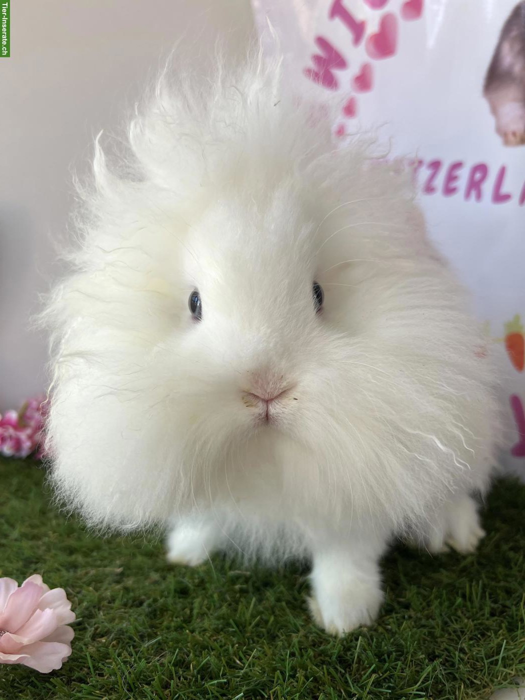 Bild 6: Minilop, Mini Löwenkopf und Farbenzwerg, kastriert, männlich