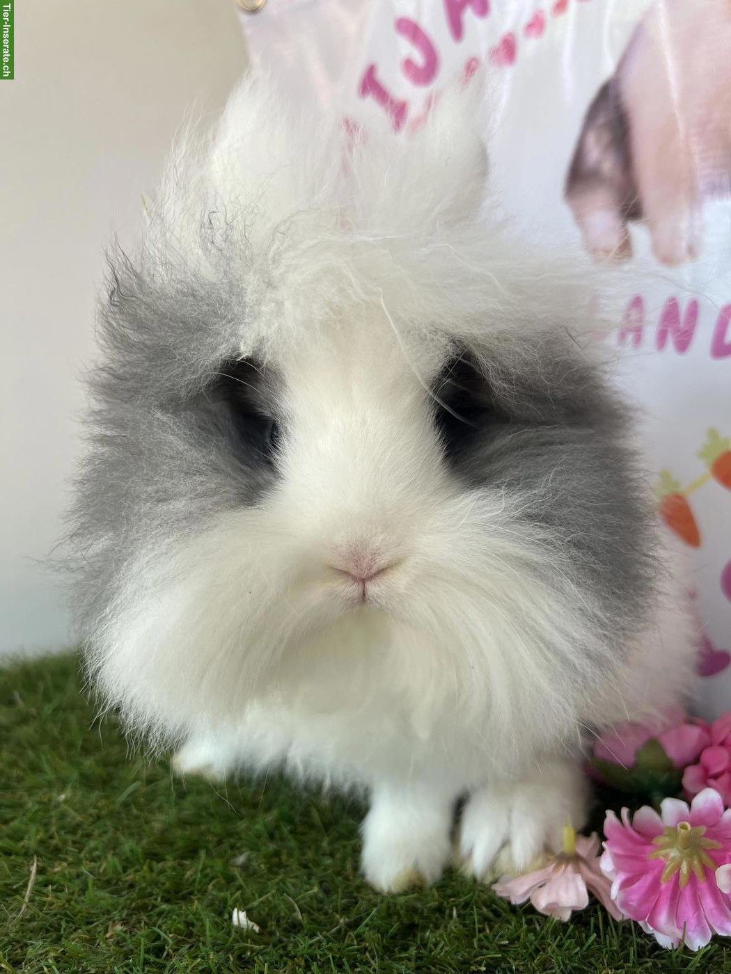 Bild 7: Minilop, Mini Löwenkopf und Farbenzwerg, kastriert, männlich