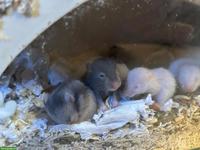 Junge Goldhamster abzugeben