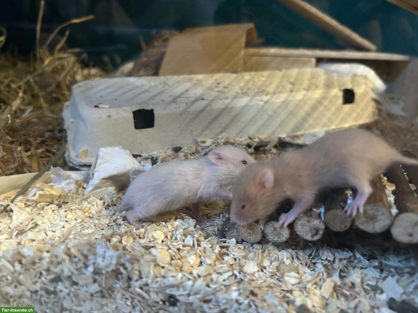 Bild 2: Junge Goldhamster abzugeben