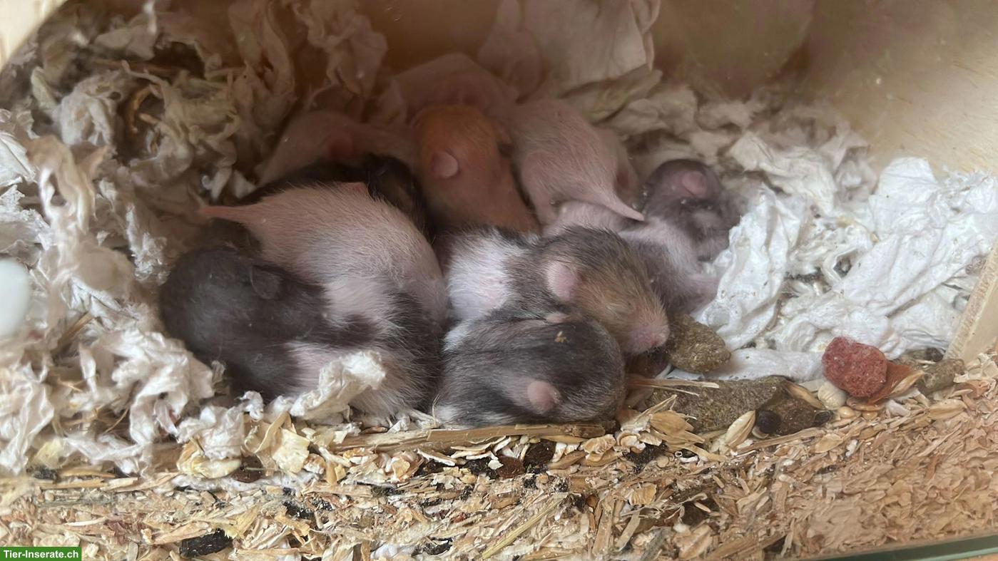 Bild 3: Junge Goldhamster abzugeben