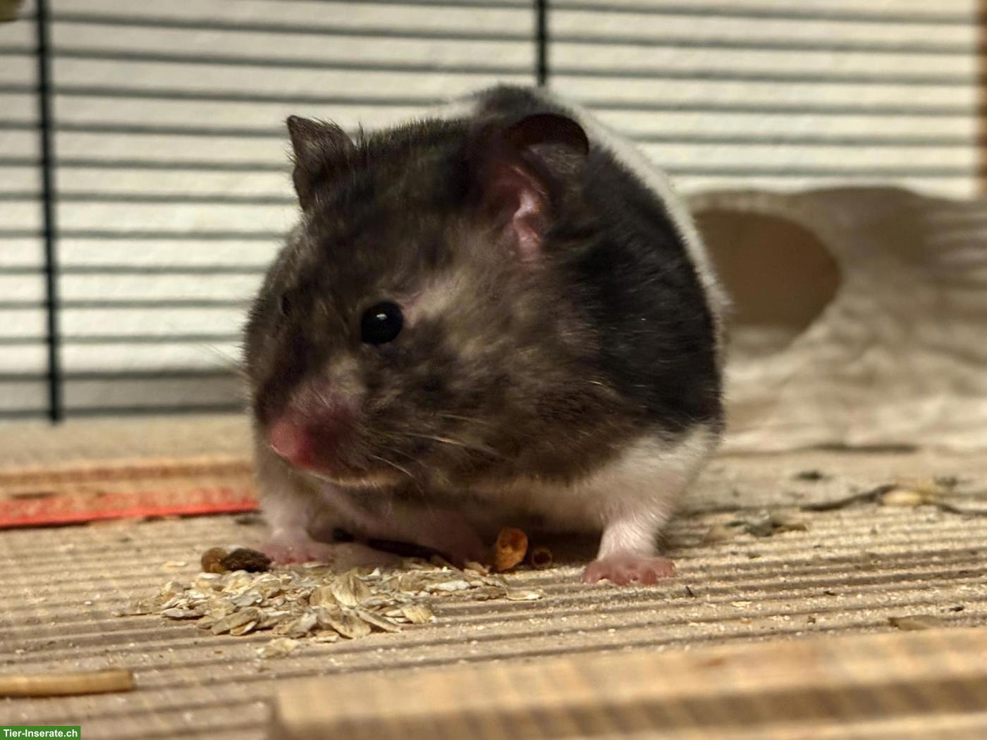 Bild 4: Junge Goldhamster abzugeben