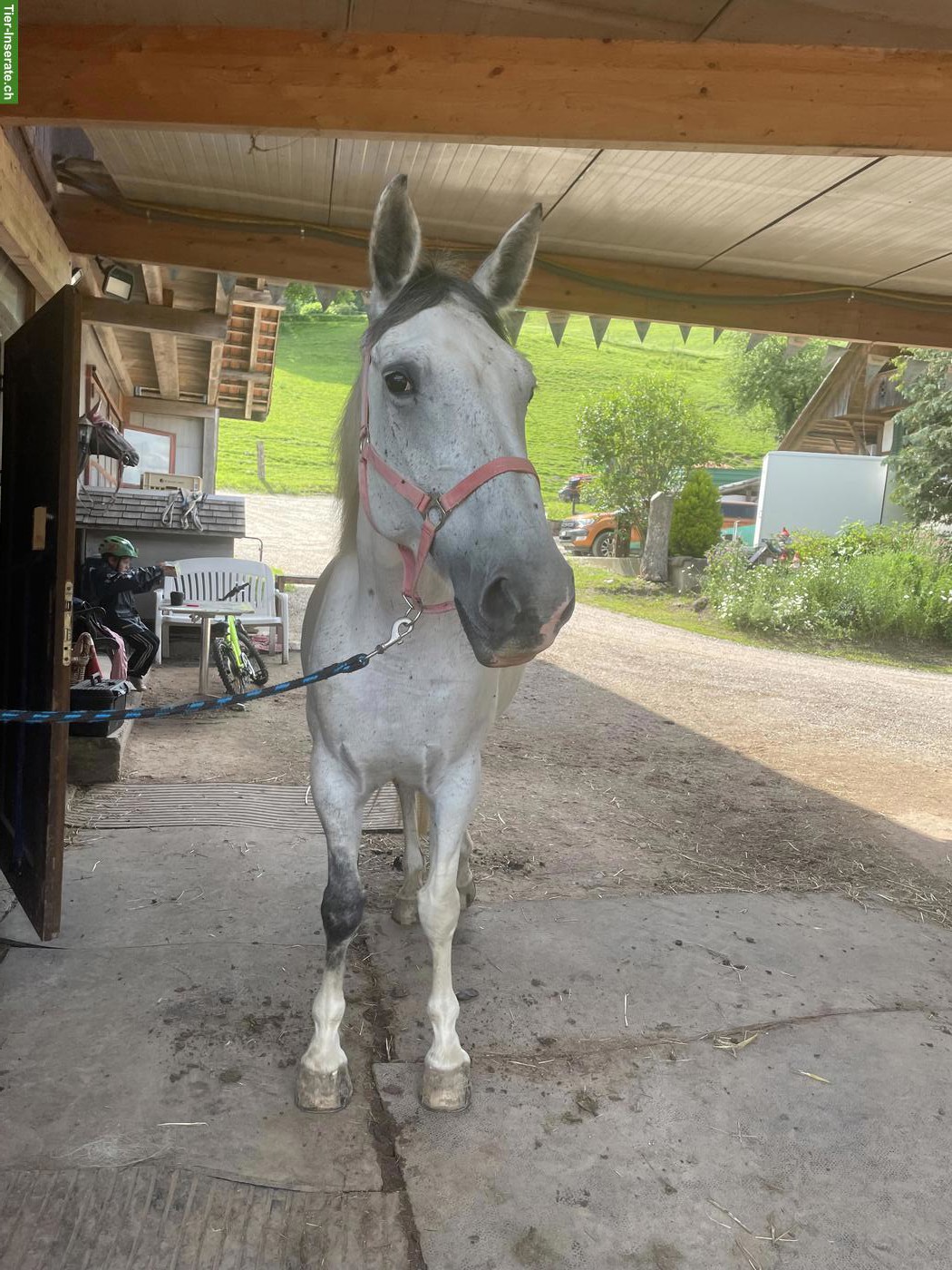 Französisches Warmblut, wundervolle Stute