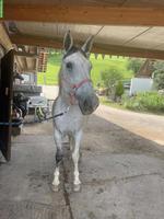 Französisches Warmblut, wundervolle Stute