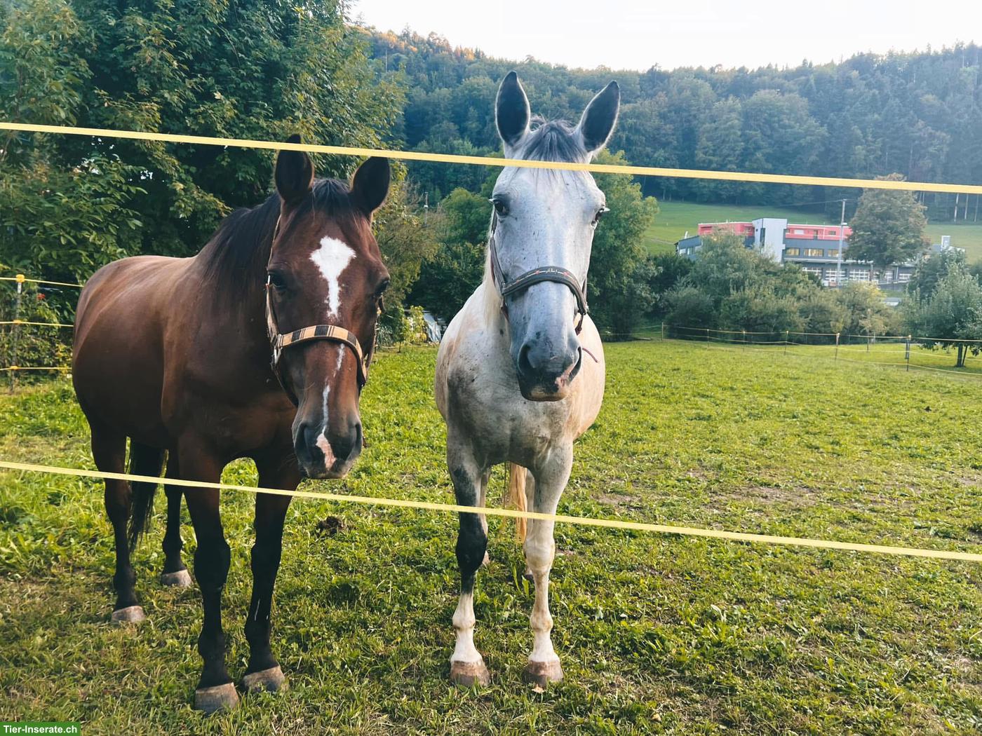 Bild 2: Französisches Warmblut, wundervolle Stute