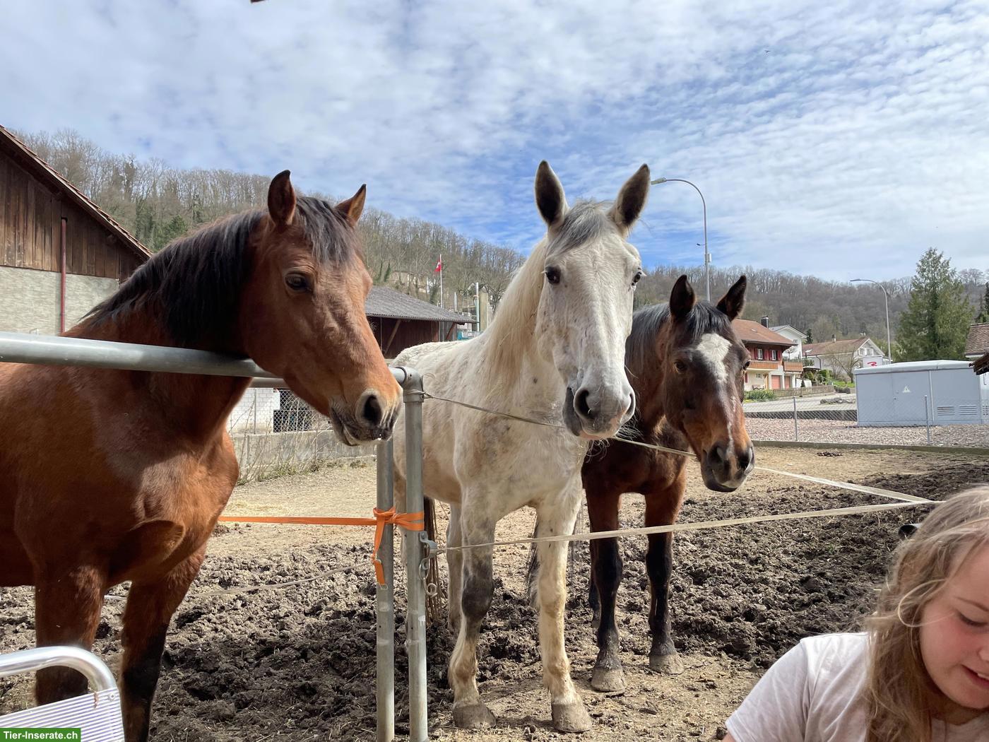 Bild 3: Französisches Warmblut, wundervolle Stute