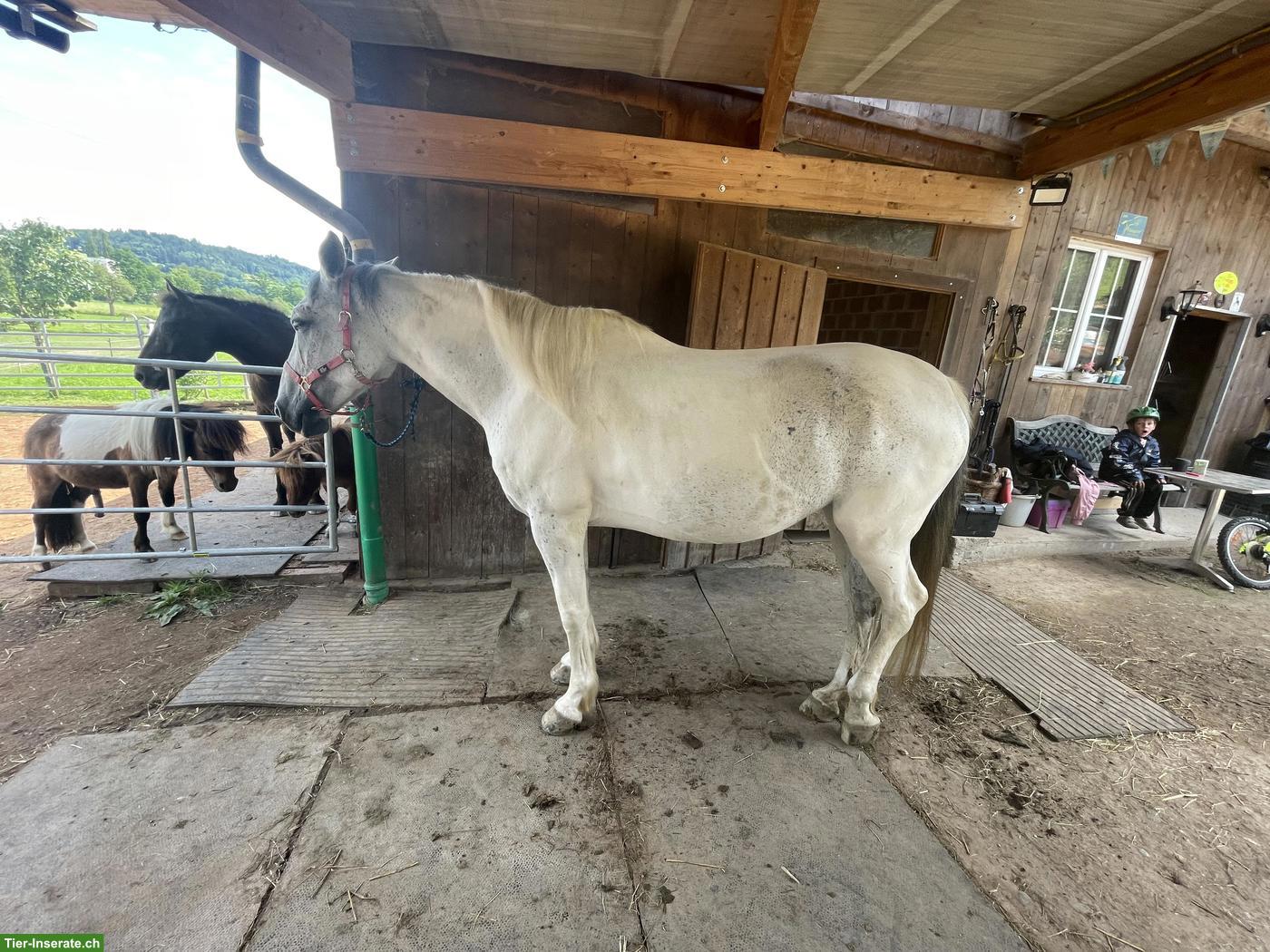 Bild 4: Französisches Warmblut, wundervolle Stute