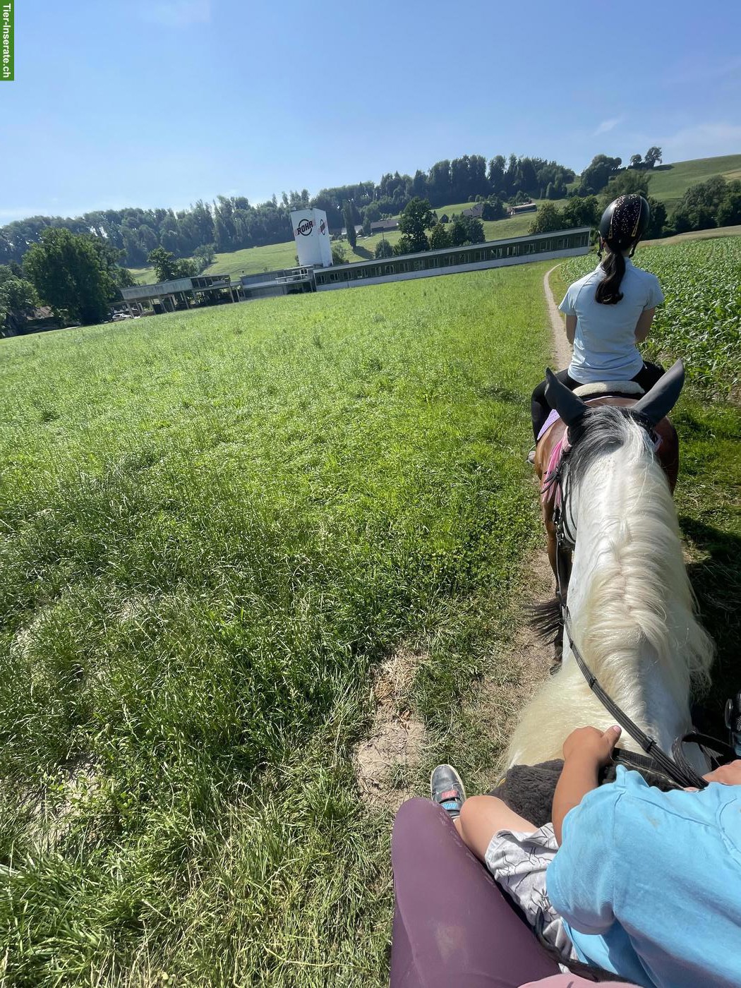 Bild 5: Französisches Warmblut, wundervolle Stute