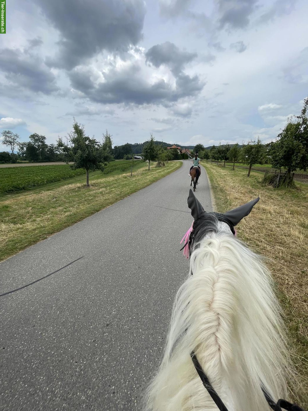 Bild 6: Französisches Warmblut, wundervolle Stute