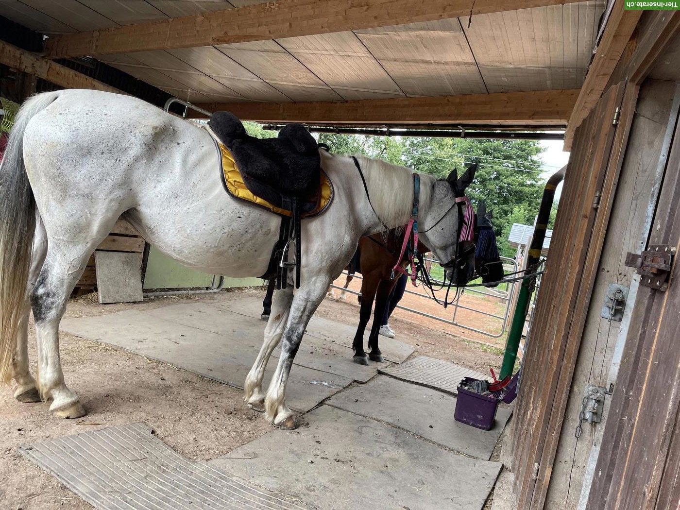 Bild 7: Französisches Warmblut, wundervolle Stute