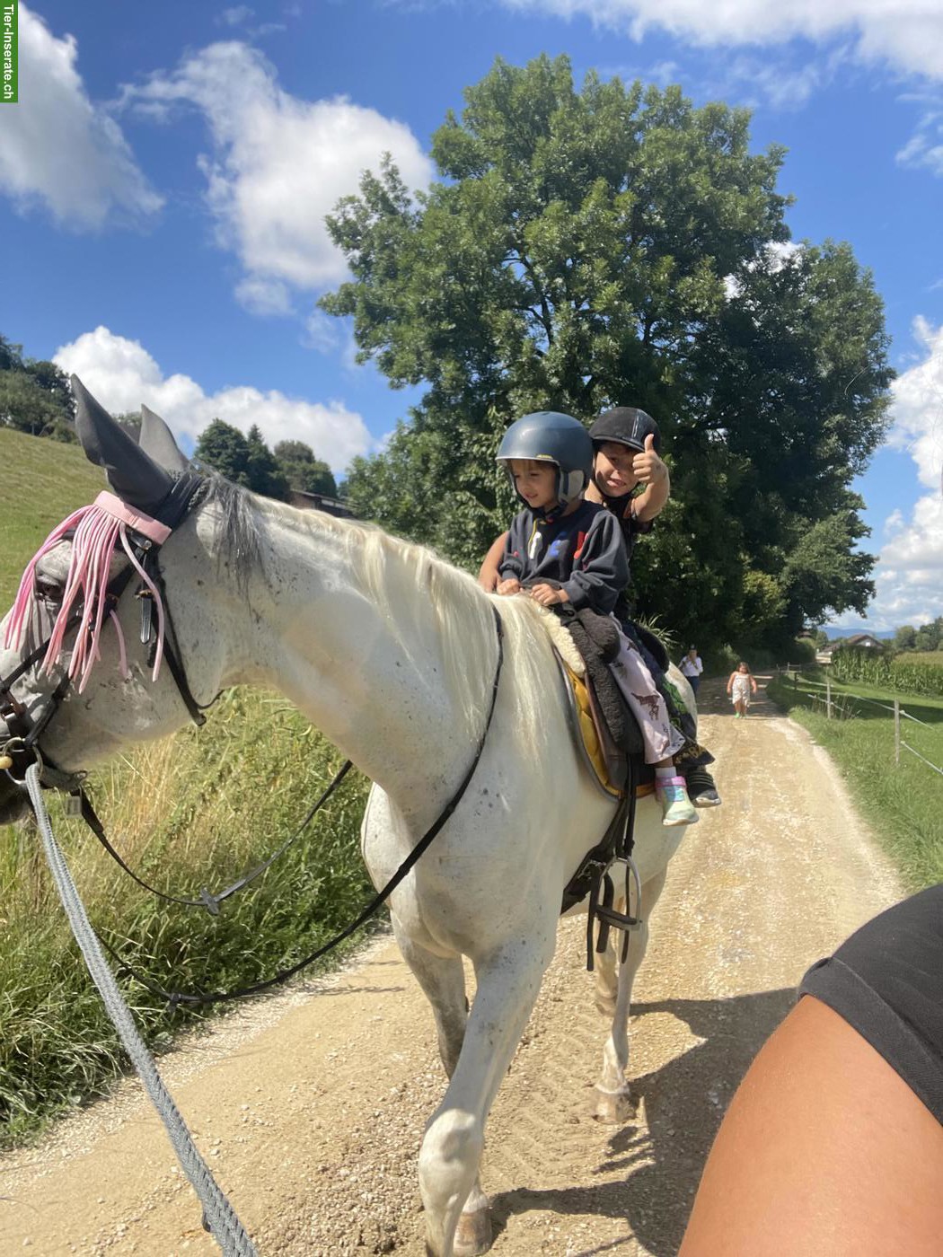 Bild 8: Französisches Warmblut, wundervolle Stute