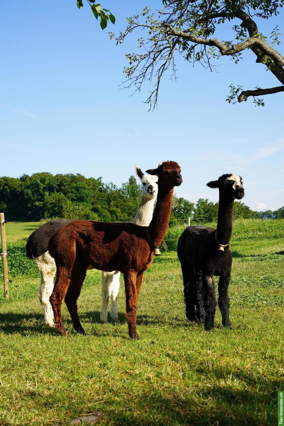 Brauner Alpaka Hengst Chäbu