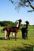 Brauner Alpaka Hengst Chäbu