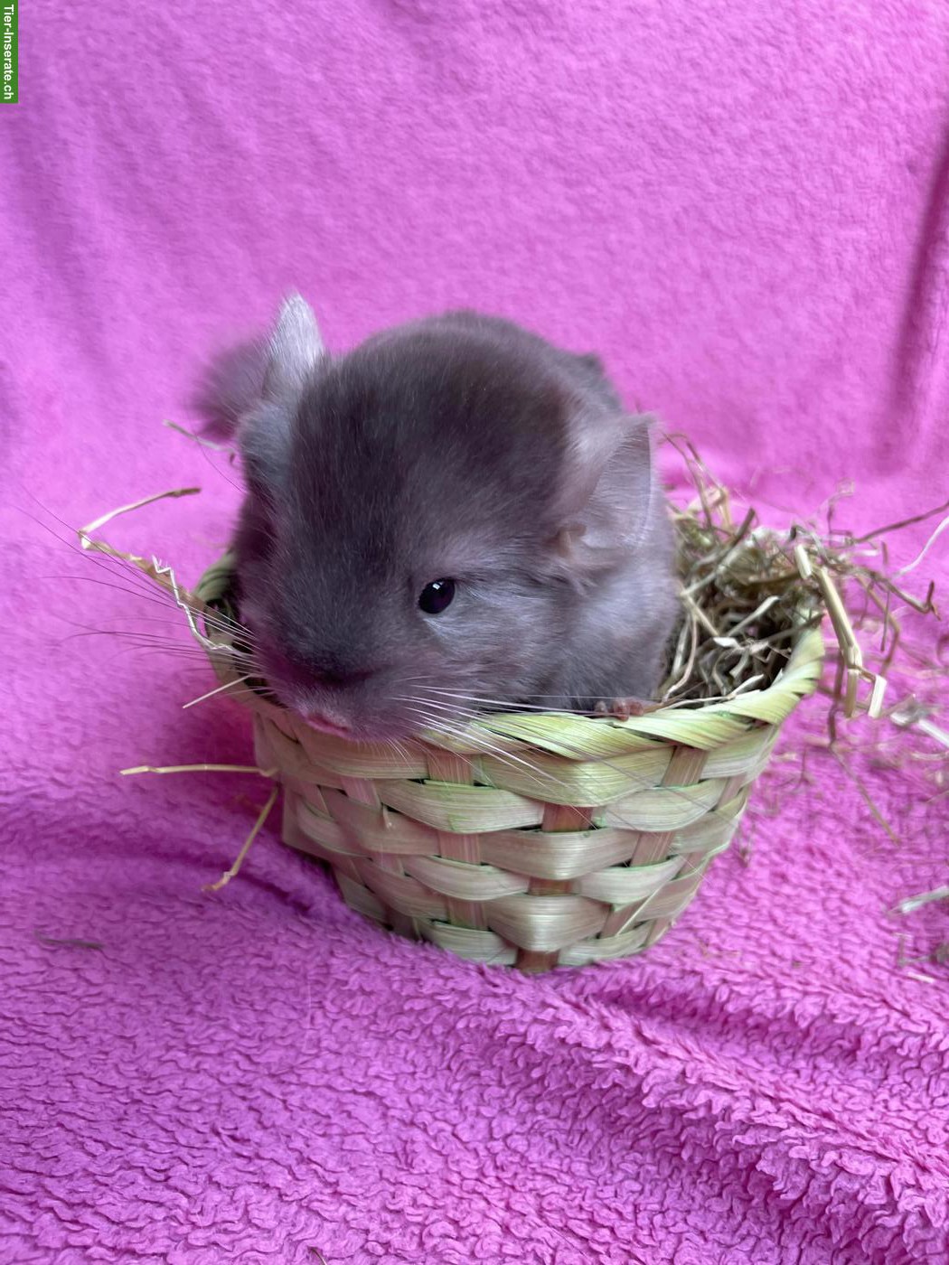 Junges Chinchilla-Pärchen ab Juni abzugeben