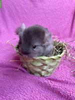 Junges Chinchilla-Pärchen ab Juni abzugeben