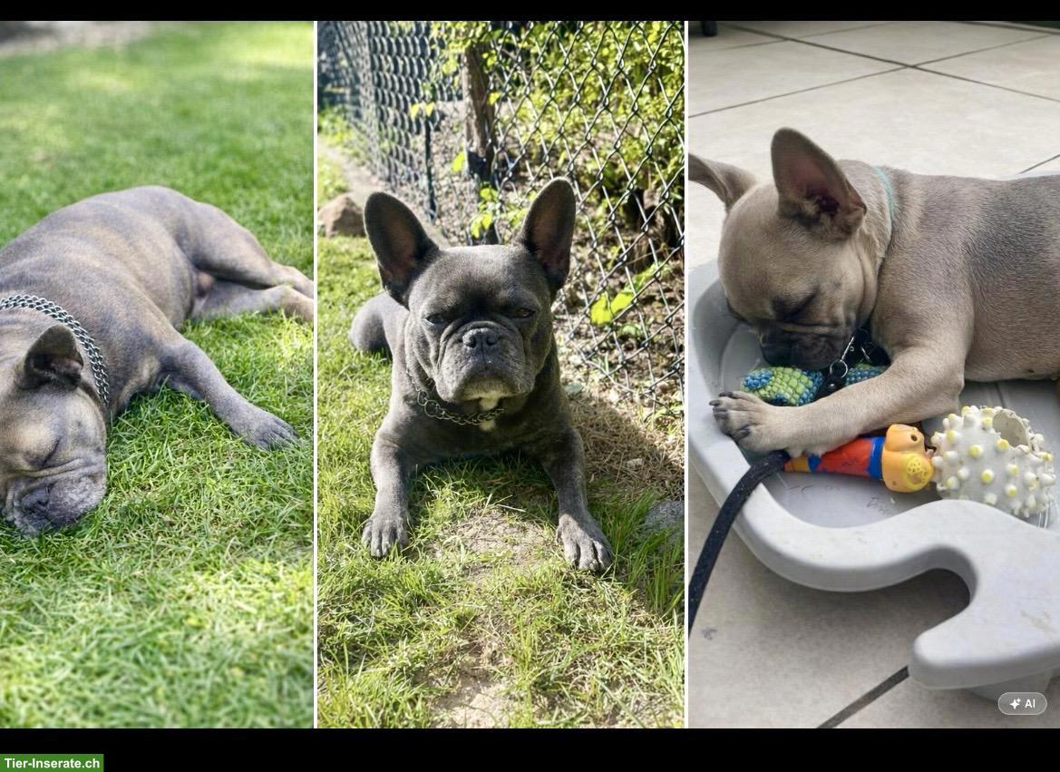 Suche liebvolle Hundebetreuung für 3 Französische Bulldoggen