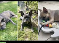 Suche liebvolle Hundebetreuung für 3 Französische Bulldoggen