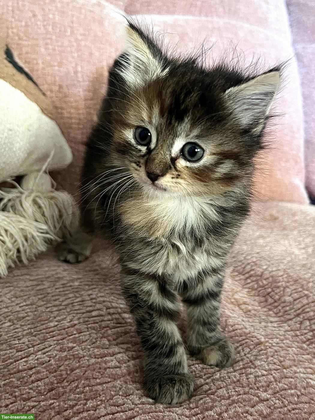 Norwegische Waldkatze Mix Kitten