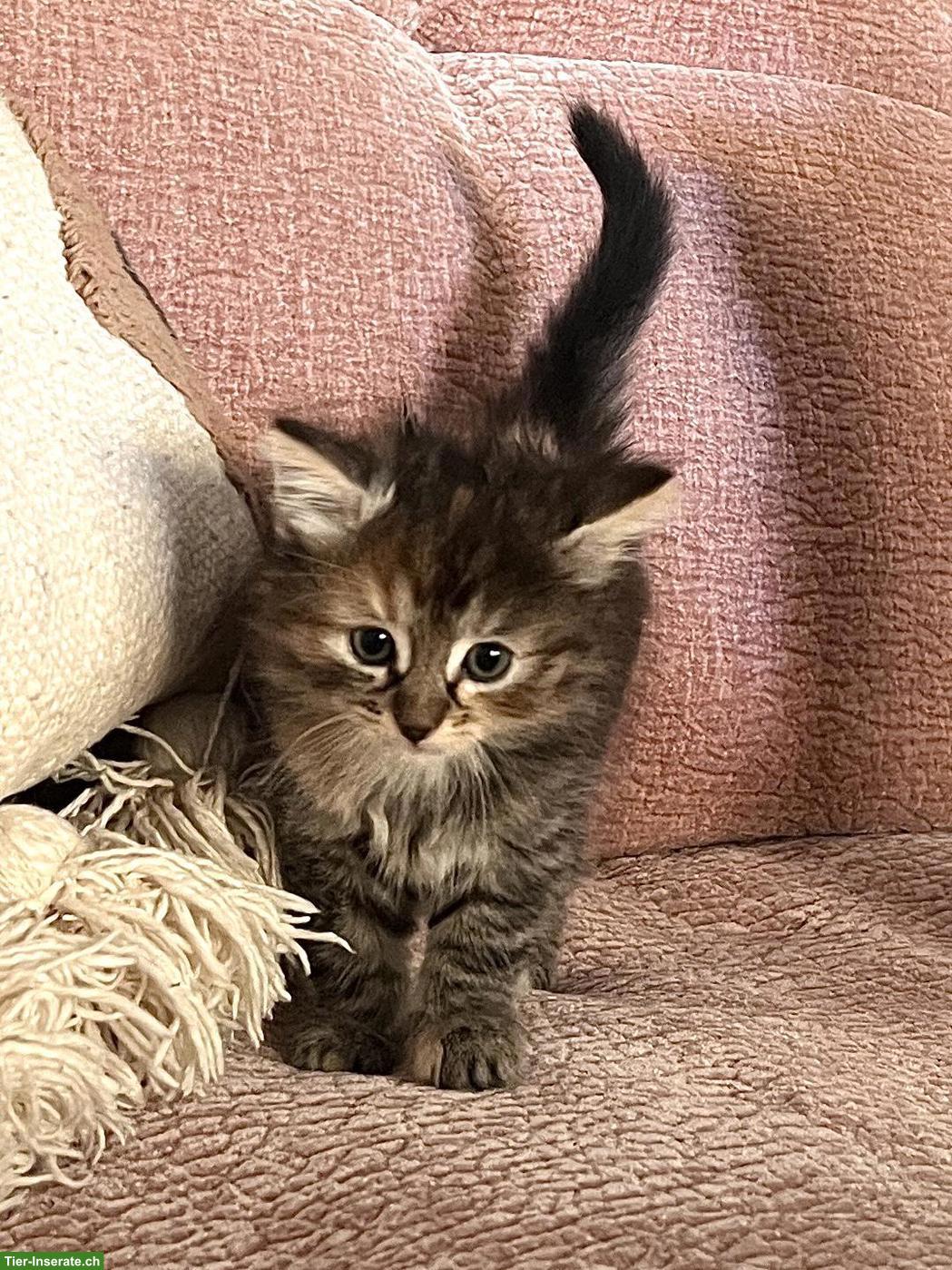 Bild 2: Norwegische Waldkatze Mix Kitten