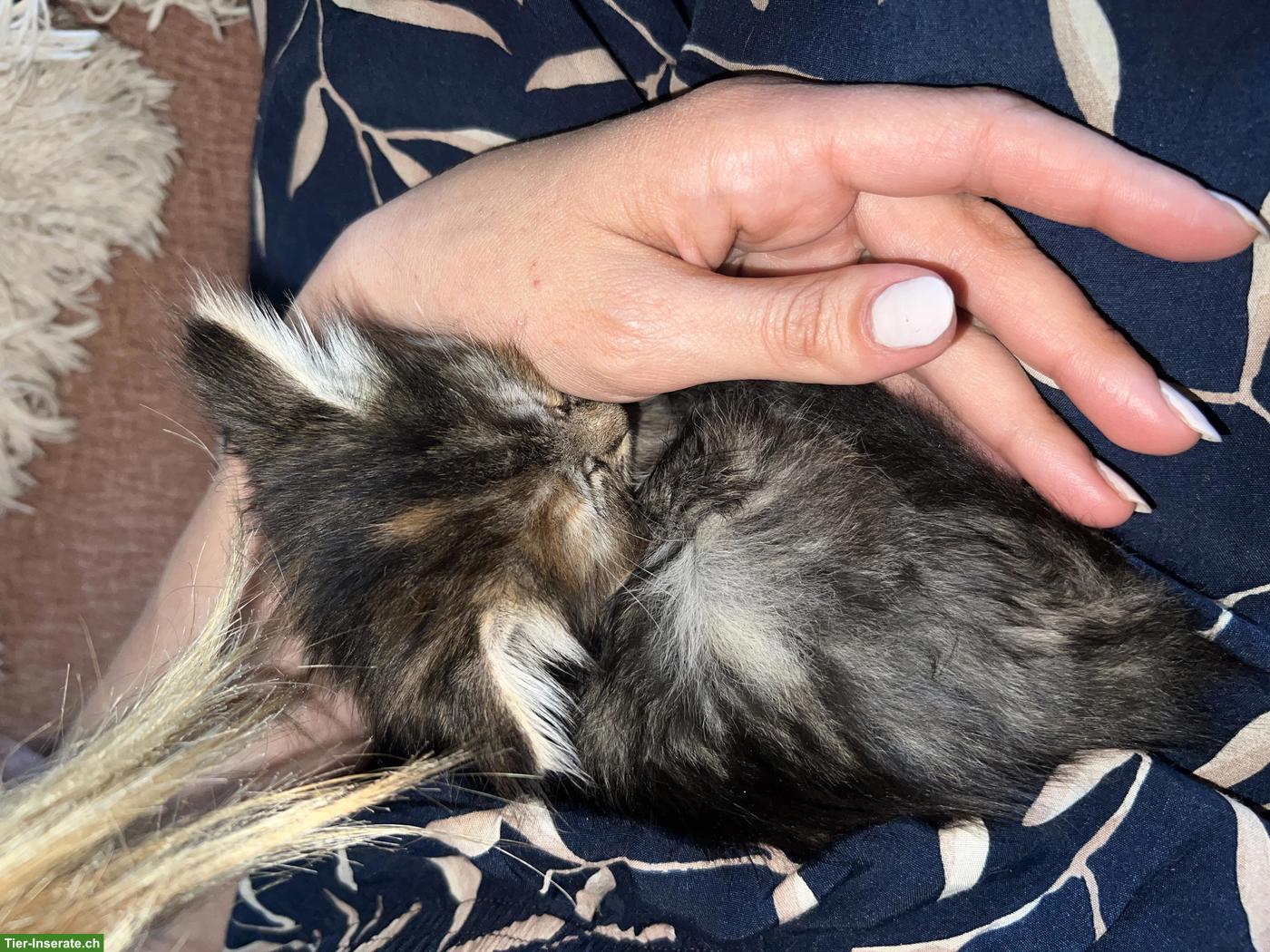 Bild 3: Norwegische Waldkatze Mix Kitten