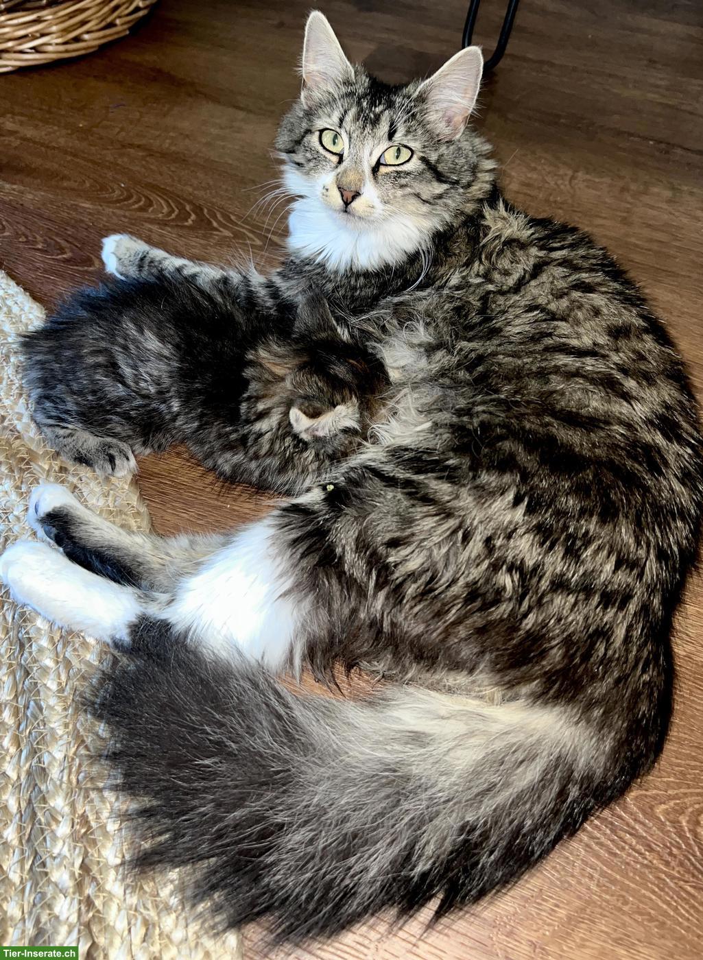 Bild 4: Norwegische Waldkatze Mix Kitten